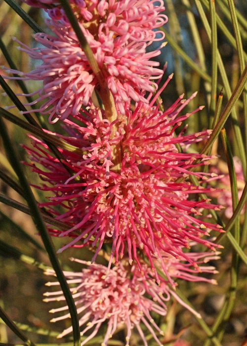 Western Australian Plants Proteaceae